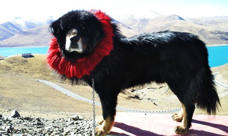 6. Tibetan Mastiff